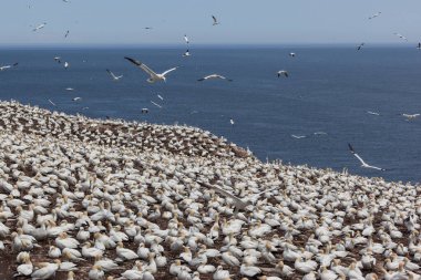 Perce yakınlarındaki Bonaventure Adası'ndaki Kuzey gannet kolonisi, Gaspe, Quebec, Kanada.