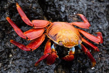 Sally lightfoot Yengeç siyah lav kaya, Galapagos Adaları, Ekvador