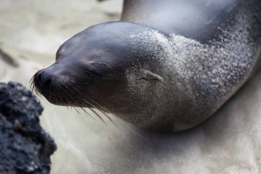 Bebek deniz aslanı Galapagos Adaları, Ekvador, Pasifik, Güney Amerika 'da kayanın kokusunu alıyor.