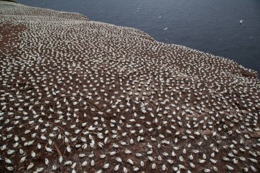 Perce yakınlarındaki Bonaventure Adası'ndaki Kuzey gannet kolonisi, Gaspe, Quebec, Kanada.