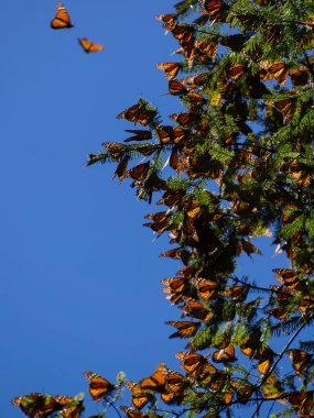 Monarch Kelebek ağacı dalı mavi gökyüzü arka planda, Michoacan, Meksika