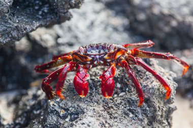 Sally lightfoot Yengeç siyah lav kaya, Galapagos Adaları, Ekvador