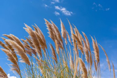 Mavi gökyüzü arka planına sahip Pampas otları (Cortaderia selloana). Şili. Cortaderia selloana, Poaceae familyasından Güney Amerika 'da yetişen bir bitki türü..