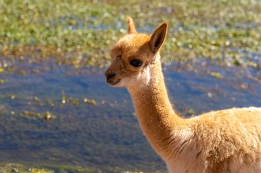 San Pedro de Atacama, Şili yakınlarındaki Vicuna bebeği. Vicuna (Lama vicugna), iki vahşi Güney Amerika kamelyasından biridir..