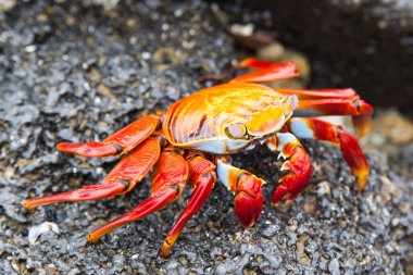 Sally lightfoot Yengeç siyah lav kaya, Galapagos Adaları, Ekvador