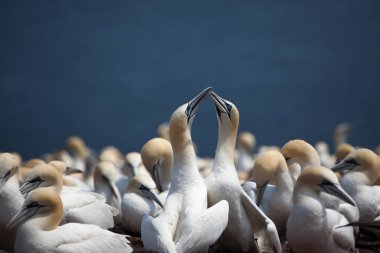 Perce, Quebec, Gaspe, Kanada yakınlarındaki Bonaventure Adası 'nda Kuzey Gannet (Morus bassanus)