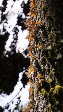 Monarch Butterflies on tree trunk in Michoacan, Mexico clipart