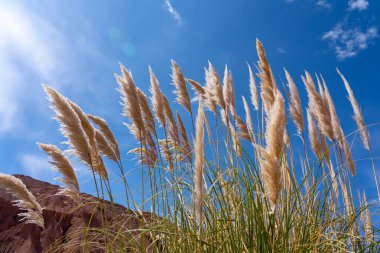 Pampas grass (Cortaderia selloana) with the blue sky background. Chile. Cortaderia selloana is a species of flowering plant in the Poaceae family and is native to southern South America. clipart