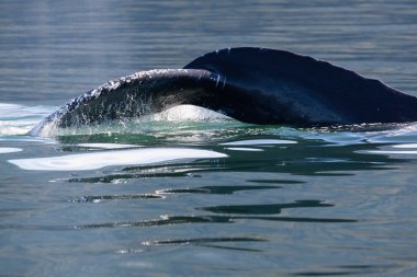 Kambur Balina (Megaptera novaeangliae) dalış-3, Juneau, Alaska