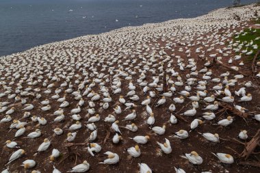 Perce yakınlarındaki Bonaventure Adası'ndaki Kuzey gannet kolonisi, Gaspe, Quebec, Kanada.