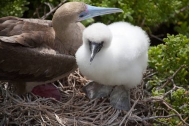 Ekvador, Galapagos Adaları 'ndaki yuvada bir yavruyla kırmızı ayaklı meme (Sula sula).