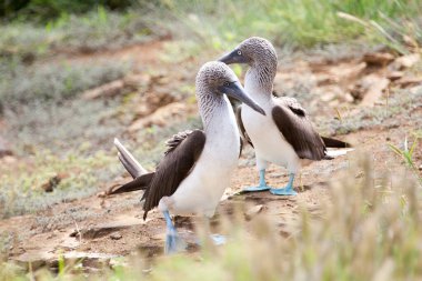 Galapagos Adaları, Ekvador, Pasifik, Güney Amerika 'da çiftleşme dansı yapan bir çift mavi ayaklı meme.
