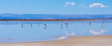 Tuz gölünde flamingo sürüsü