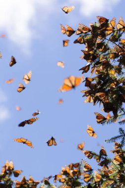 Monarch Kelebek ağacı dalı mavi gökyüzü arka planda, Michoacan, Meksika