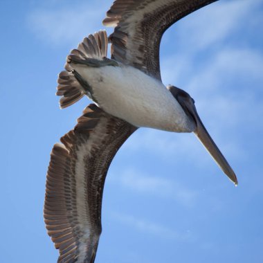 Uçuşta açık kanatlı kuş