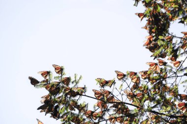 Monarch Kelebek ağacı dalı mavi gökyüzü arka planda, Michoacan, Meksika