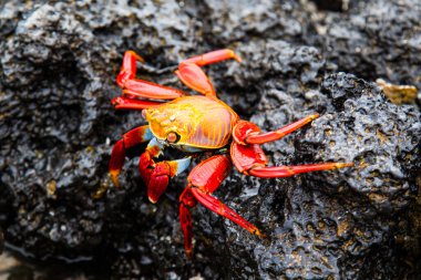 Sally lightfoot Yengeç siyah lav kaya, Galapagos Adaları, Ekvador