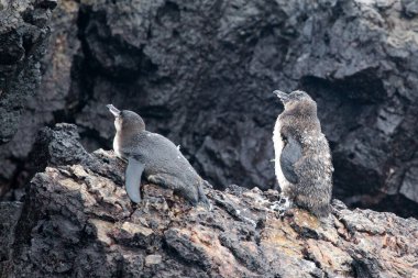 İki Galapagos Pengueni (sfenisküs mendiculus) Isabela, Galapagos Adaları, Ekvador, Mayıs 2015