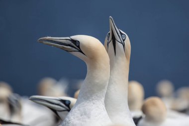 Perce, Quebec, Gaspe, Kanada yakınlarındaki Bonaventure Adası 'nda Kuzey Gannet (Morus bassanus)