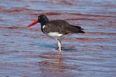 Amerikan istiridye avcısı Galapagos Adaları, Ekvador 'da yiyecek arıyor. 