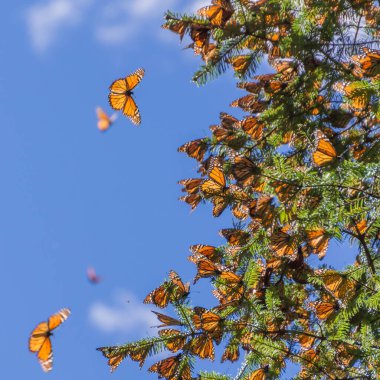 Monarch Kelebek ağacı dalı mavi gökyüzü arka planda, Michoacan, Meksika