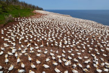 Perce yakınlarındaki Bonaventure Adası'ndaki Kuzey gannet kolonisi, Gaspe, Quebec, Kanada.