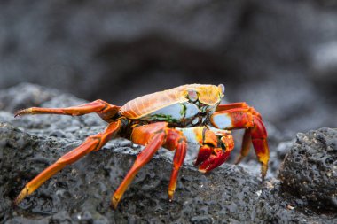 Sally lightfoot Yengeç siyah lav kaya, Galapagos Adaları, Ekvador