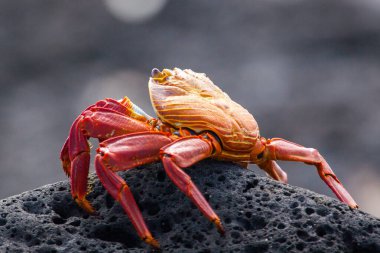 Sally lightfoot Yengeç siyah lav kaya, Galapagos Adaları, Ekvador