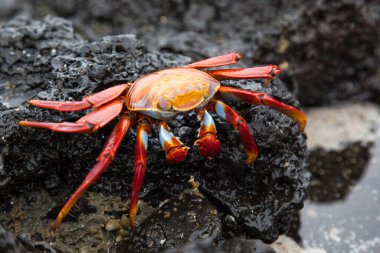 Sally lightfoot Yengeç siyah lav kaya, Galapagos Adaları, Ekvador