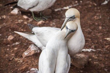 Perce, Quebec, Gaspe, Kanada yakınlarındaki Bonaventure Adası 'nda Kuzey Gannet (Morus bassanus)