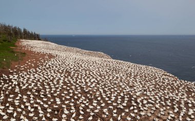 Perce yakınlarındaki Bonaventure Adası'ndaki Kuzey gannet kolonisi, Gaspe, Quebec, Kanada.