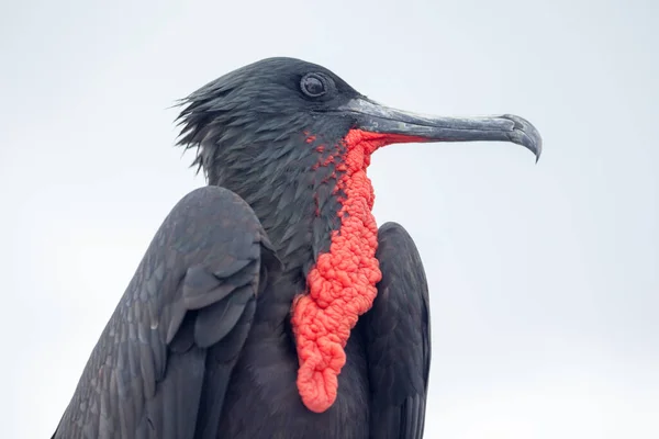 Frigate Bird Galapagosöarna Ecuador — Stockfoto
