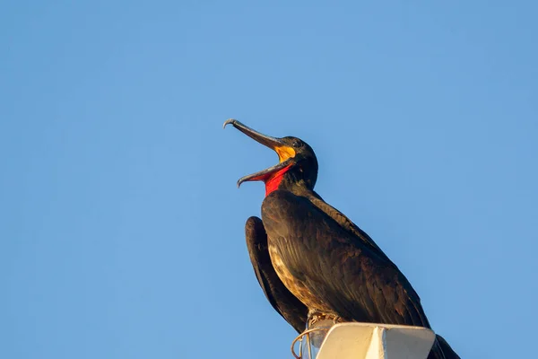 Fregaty Typu Ptak Wyspy Galapagos Ekwador — Zdjęcie stockowe