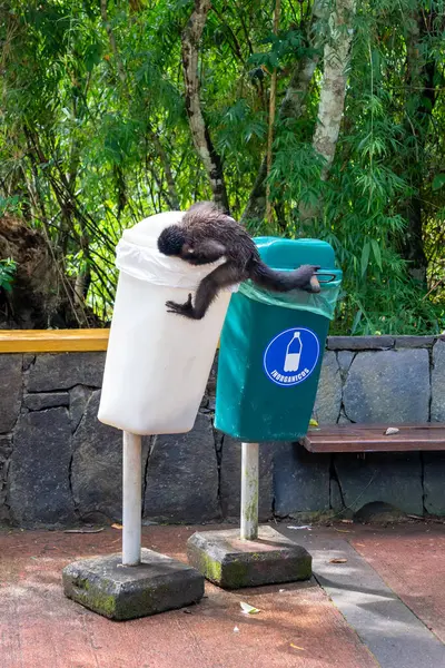 Black Capuchin Monkey Sapajus Nigritus Trying Open White Garbage Can — Stock Photo, Image