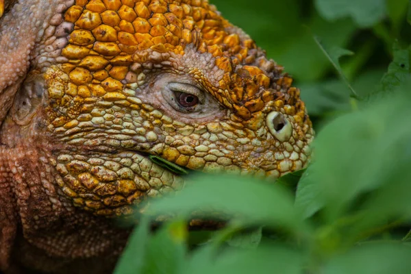 Iguana Terrestre Galápagos Comiendo Hojas Las Islas Galápagos Ecuador Pacífico —  Fotos de Stock