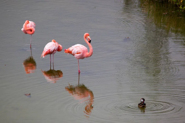 Greater Flamingoes Water Phoenicopterus Roseus Isabela Galapagos Islands Ecuador — Stock Photo, Image