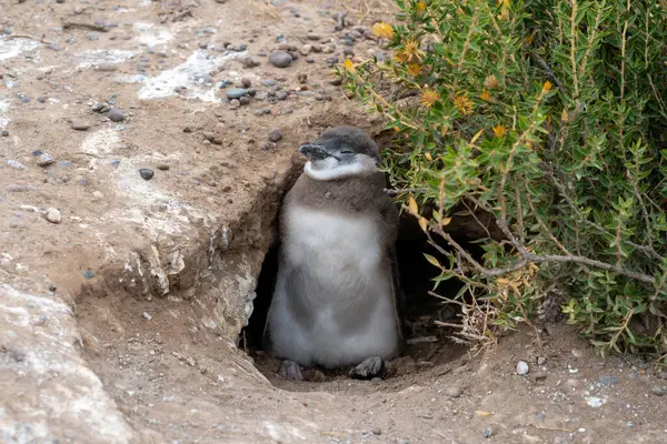 Penguin Chick Sleeping Front Nest Punta Tombo Nature Reserve Puerto — Stock Photo, Image
