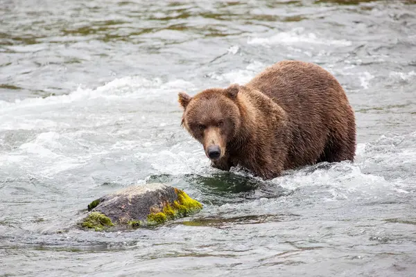 Brunbjörn Ursus Arctos Horribilis Brooks Falls Katmai Nationalpark Alaska — Stockfoto