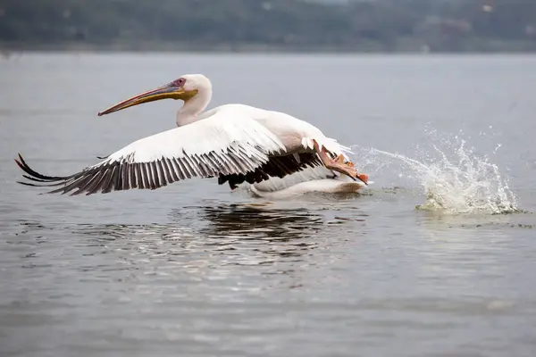 Great White Pelican Flying Lake Surface Lake Narasha National Park — Stock Photo, Image