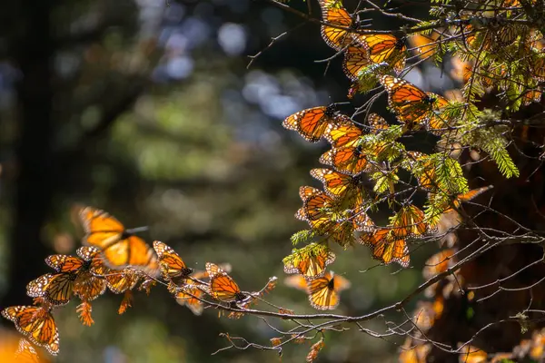 位于墨西哥米却肯市的皇家蝴蝶生物圈保护区的树枝上 有一只皇家蝴蝶 它是世界文化遗产 — 图库照片