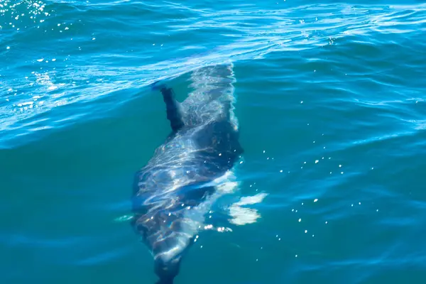 Humpback Whale Sea Ocean Water — Stock Photo, Image