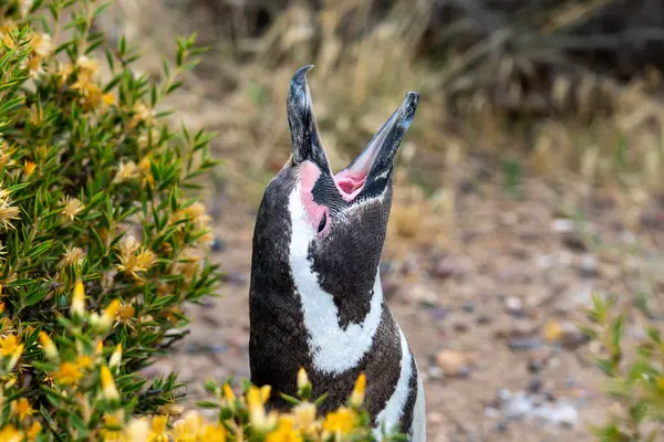 Magellanic Penguin Calling Punta Tombo Nature Reserve Puerto Madryn Argentina — Stock Photo, Image