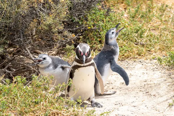 Two Young One Adult Magellanic Penguins Punta Tombo Nature Reserve — Stock Photo, Image
