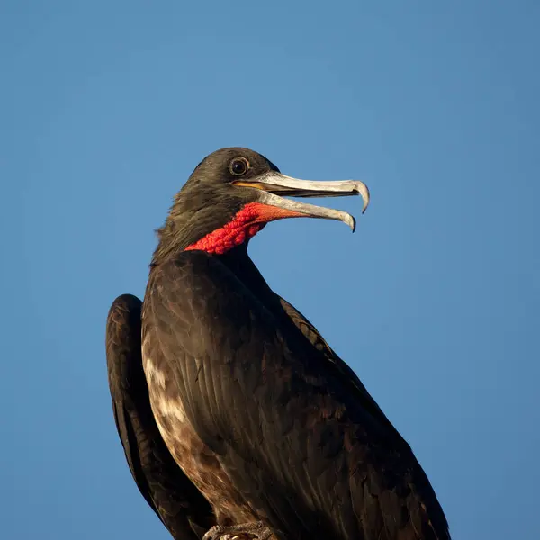 Fırkateyn Kuş Galapagos Adaları Ekvador — Stok fotoğraf