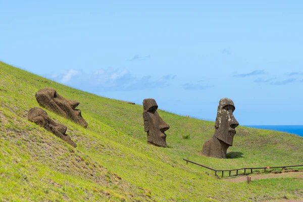Easter Island, Chile - February 28, 2023: Moai heads on the slope of Rano Raraku on Easter Island (Rapa Nui), Chile. Raraku is commonly known as the Moai Factory.