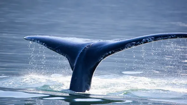Humpback Whale Megaptera Novaeangliae Tail Juneau Alaska — Stock Photo, Image