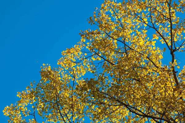 Κίτρινα Φύλλα Μπλε Φόντο Του Ουρανού — Φωτογραφία Αρχείου
