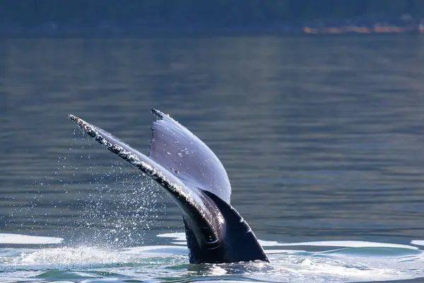 Humpback Whale Megaptera Novaeangliae Diving Juneau Alaska — Stock Photo, Image