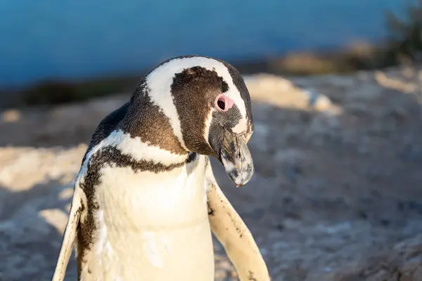 Closeup Magellanic Penguin Punta Norte Argentina Magellanic Penguin Spheniscus Magellanicus — Stock Photo, Image
