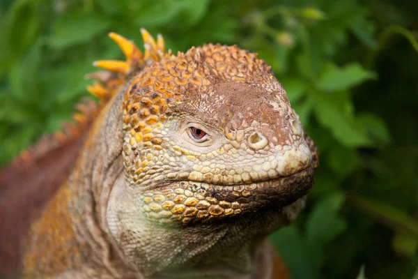 Kara Iguanası Galapagos Adaları Ekvador Pasifik Güney Amerika — Stok fotoğraf